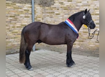 Highland Pony, Hengst, 3 Jahre, 141 cm, Kann Schimmel werden