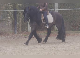 Highland Pony, Hengst, 9 Jaar, 144 cm, Falbe
