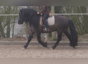Highland Pony, Hengst, 9 Jahre, 144 cm, Falbe