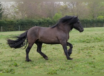 Highland Pony, Hengst, 9 Jahre, 144 cm, Falbe