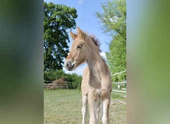 Highland Pony, Hengst, , Red Dun
