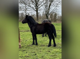 Highland pony, Mare, 1 year, 14.1 hh, Black