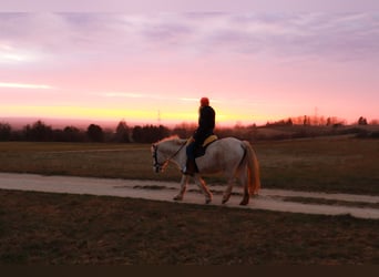 Highland pony, Mare, 21 years, 13 hh, Gray