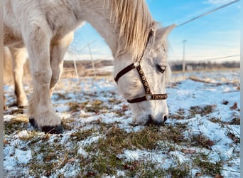 Highland pony, Mare, 21 years, 13 hh, Gray