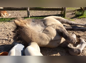 Highland Pony, Merrie, 1 Jaar, Grullo