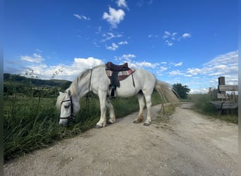 Highland Pony, Merrie, 21 Jaar, 133 cm, Schimmel