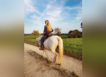 Highland Pony, Merrie, 21 Jaar, 133 cm, Schimmel