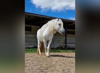 Highland Pony, Ruin, 15 Jaar, Schimmel
