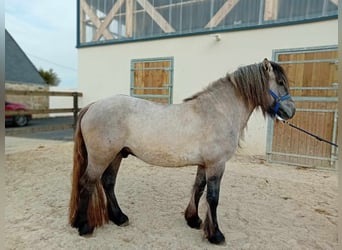 Highland Pony, Ruin, 3 Jaar, 134 cm, Schimmel