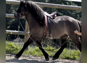 Highland Pony, Ruin, 3 Jaar, 152 cm, Dunalino