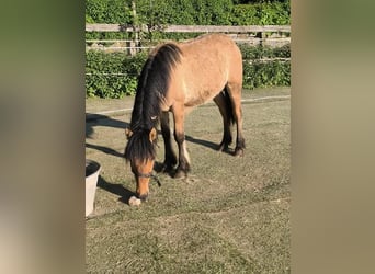Highland pony, Stallion, 1 year, 14,1 hh