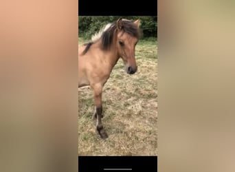 Highland pony Mix, Stallion, 1 year, 15 hh, Dun