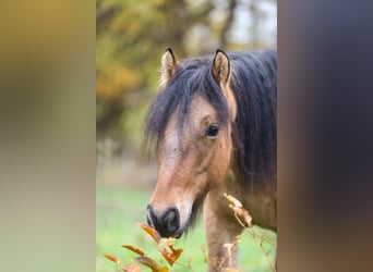Highland pony, Stallion, 2 years, 14.1 hh, Dun