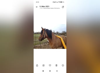 Highland Pony, Stute, 13 Jahre, 142 cm, Brauner
