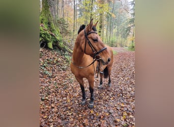 Highland Pony Mix, Stute, 17 Jahre, 145 cm, Brauner