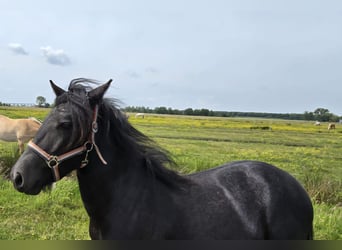 Highland Pony, Stute, 1 Jahr, 120 cm, Kann Schimmel werden
