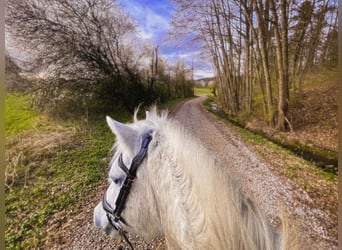 Highland Pony, Stute, 21 Jahre, 133 cm, Schimmel