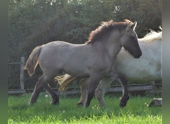Highland Pony, Stute, Fohlen (04/2023), Kann Schimmel werden