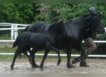 Highland Pony, Stute, Fohlen (07/2025), Kann Schimmel werden