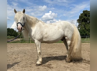 Highland Pony, Wallach, 15 Jahre, Schimmel
