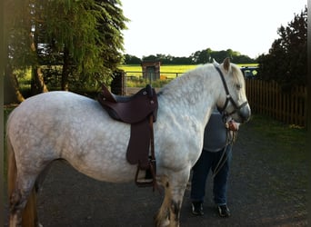 Highland Pony, Wallach, 15 Jahre, Schimmel