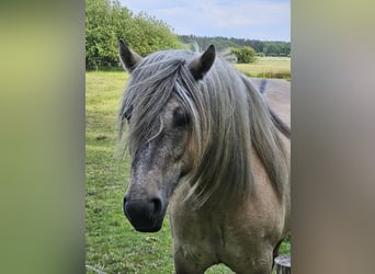 Highland Pony, Wallach, 4 Jahre, 150 cm, Falbe