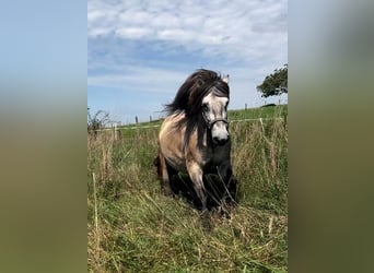 Highland Pony, Wallach, 6 Jahre, 153 cm