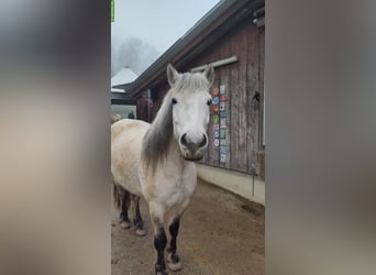 Highland Pony, Wallach, 7 Jahre, 150 cm, Falbe