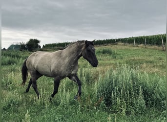 Highland Pony, Wallach, 9 Jahre, 145 cm, Grullo