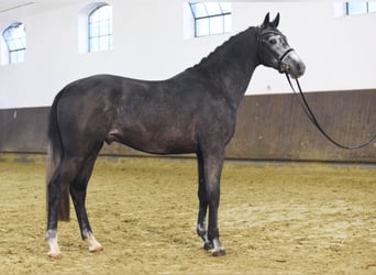 Deutsches Sportpferd, Hengst, 7 Jahre, 172 cm, Schimmel
