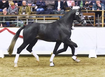 Deutsches Sportpferd, Hengst, 8 Jahre, 172 cm, Schimmel