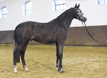 Deutsches Sportpferd, Hengst, 8 Jahre, 172 cm, Schimmel