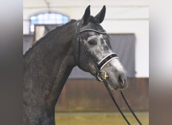 German Sport Horse, Stallion, 8 years, 16,3 hh, Grey