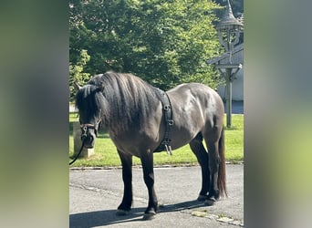 Highlandponny, Valack, 3 år, 152 cm, Isabellblack