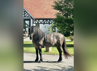 Highlandponny, Valack, 3 år, 152 cm, Isabellblack