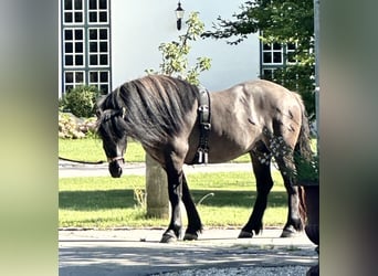 Highlandponny, Valack, 3 år, 152 cm, Isabellblack