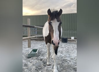 Caballo ""Curly"", Semental, 7 años, 122 cm, Tobiano-todas las-capas