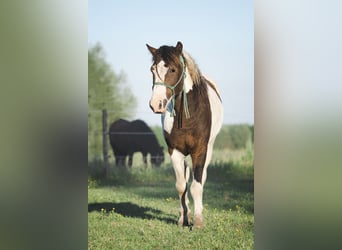 Curly horse, Ogier, 7 lat, 122 cm, Tobiano wszelkich maści