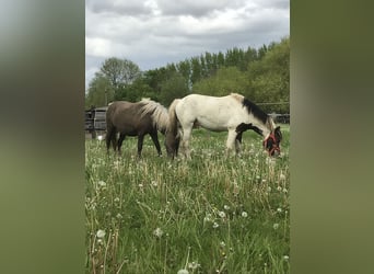 Curly horse, Ogier, 7 lat, 122 cm, Tobiano wszelkich maści