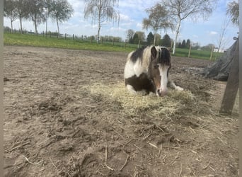 Curly horse, Ogier, 7 lat, 122 cm, Tobiano wszelkich maści