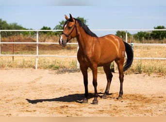 Hispano Araber, Hengst, 7 Jahre, 164 cm, Fuchs