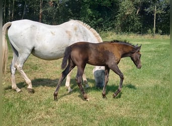 Hispano Araber, Hengst, Fohlen (01/2024), 160 cm, Dunkelbrauner