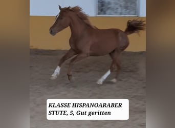 Hispano-arab, Sto, 5 år, 157 cm, fux