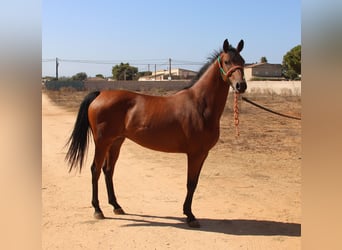 Hispano Araber, Stute, 7 Jahre, 153 cm, Brauner