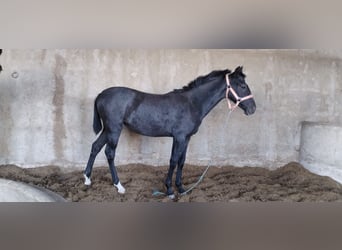 Hispano-arab, Sto, Föl (04/2023), 159 cm, Grå