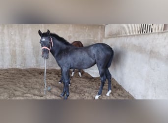 Hispano-arab, Sto, Föl (04/2023), 159 cm, Grå