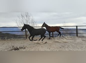 Hispano-arab, Sto, Föl (04/2023), 159 cm, Grå