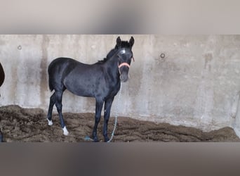 Hispano-arab, Sto, Föl (04/2023), 159 cm, Grå