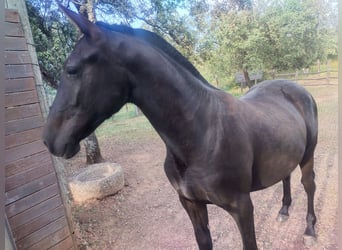 Hispano-arab, Valack, 1 år, 140 cm, Brun