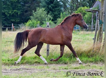 Hispano-arab, Valack, 3 år, 155 cm, fux